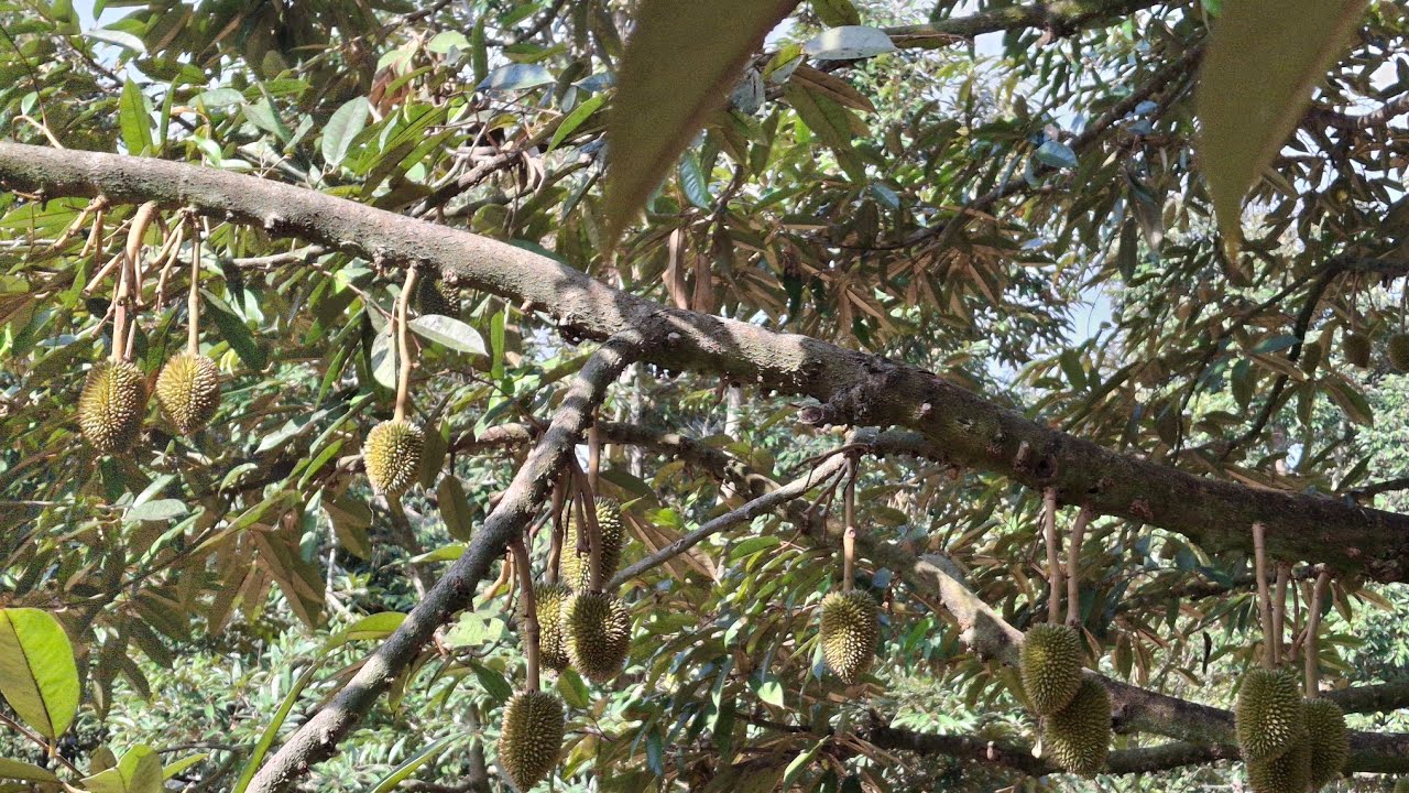 7 กุมภาพันธ์ 2569การบริหารจัดการทุเรียนระยะ60วันบวกลบ