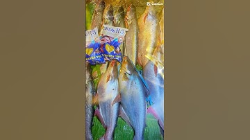 Câu cá tra sông cám R3 #camr1 #camr2 #camr3