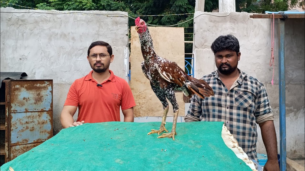 పుంజులు & పెట్టలు@S K N Vlogs 