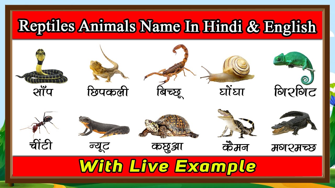 Reptiles Animals Name With Live Example | Name of Reptiles with Images -  YouTube