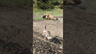 Don't take this seriously, it's a game play video.Ep159  #rdr2 #reddeadredemption #animals #gaming