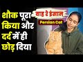 Persian cat            catlover pyarepanje cat
