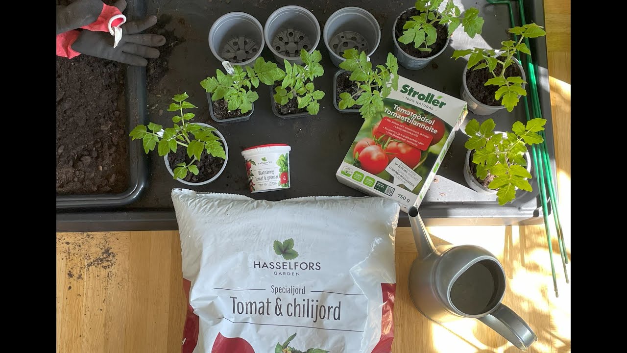 Odla tomater del 3 : näring till tomater