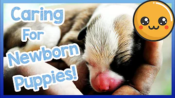 Is it normal for puppies to die in a litter?