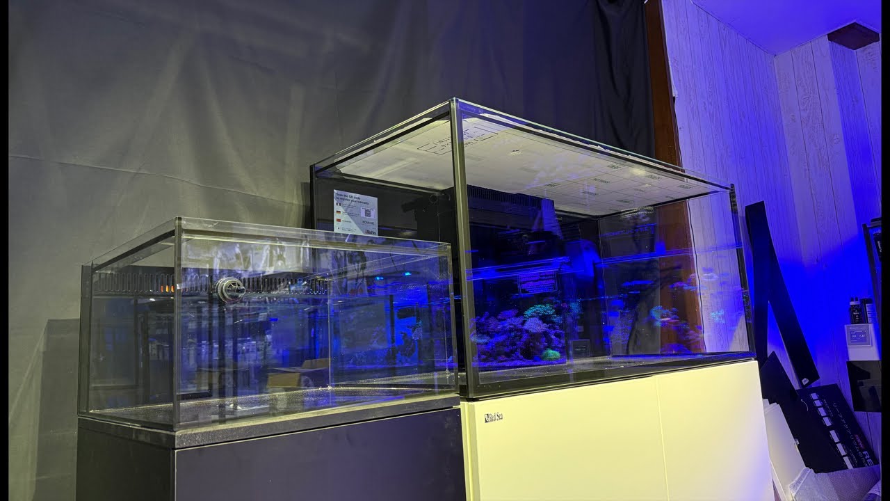 沖縄産キイロハギ入荷！コネクトサイドタンクって何の為にあるか知ってますか？