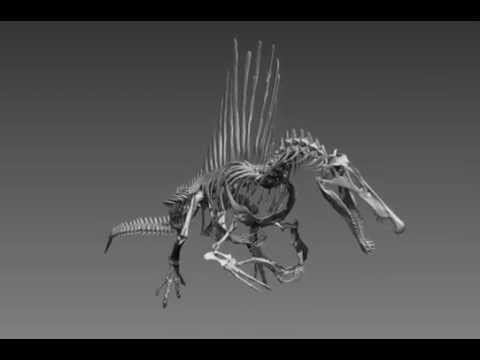 Spinosaurus era semiacuático