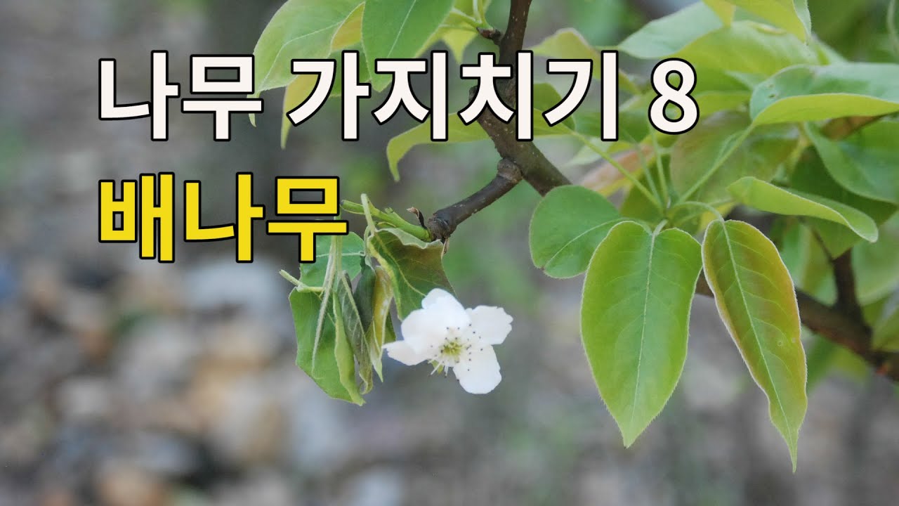 나무 가지치기 8 배나무_Tree Pruning 8 Pear Trees - Youtube