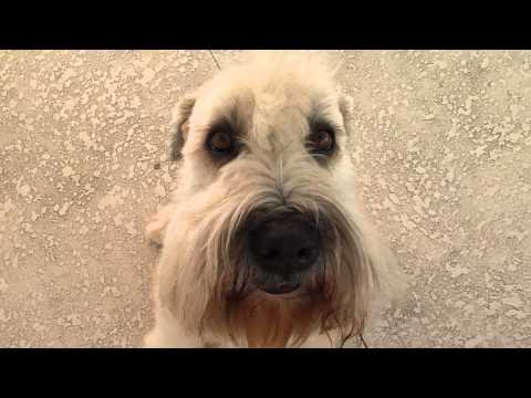 Rufus Tour of Lori's Beach House.wmv