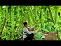 Harvesting bitter melon fruit to sell  daily life of a 18yearold single mother  tieu mai linh