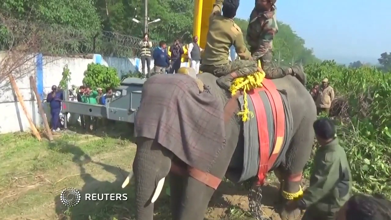 Elephant captured in Indian city after it killed a man newspaper mockup