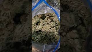 2021   some harvest this is why we grow gurillas 🌱🙏🤪😝