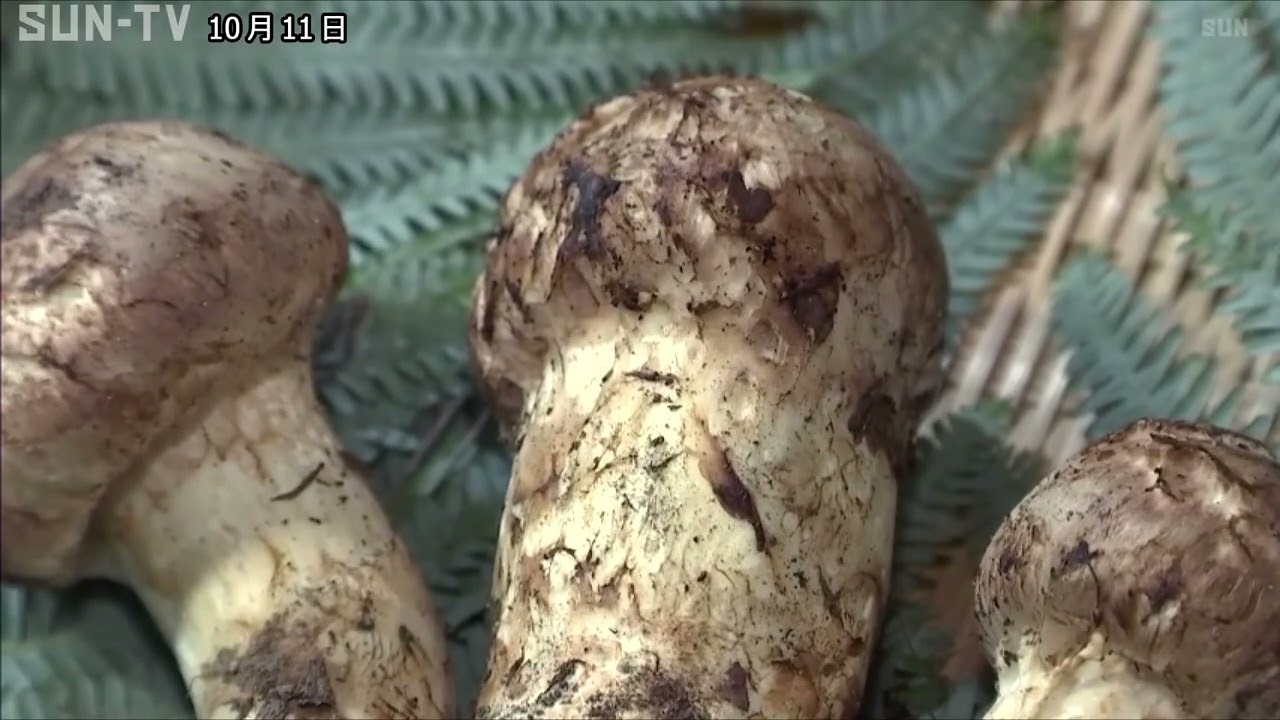 丹波篠山産マツタケの初競り キロ単価470万円の高値で落札 - YouTube