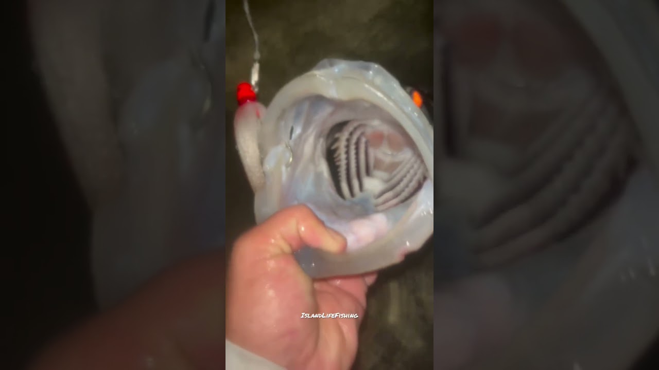 Giant Snook on a Jig 🔥