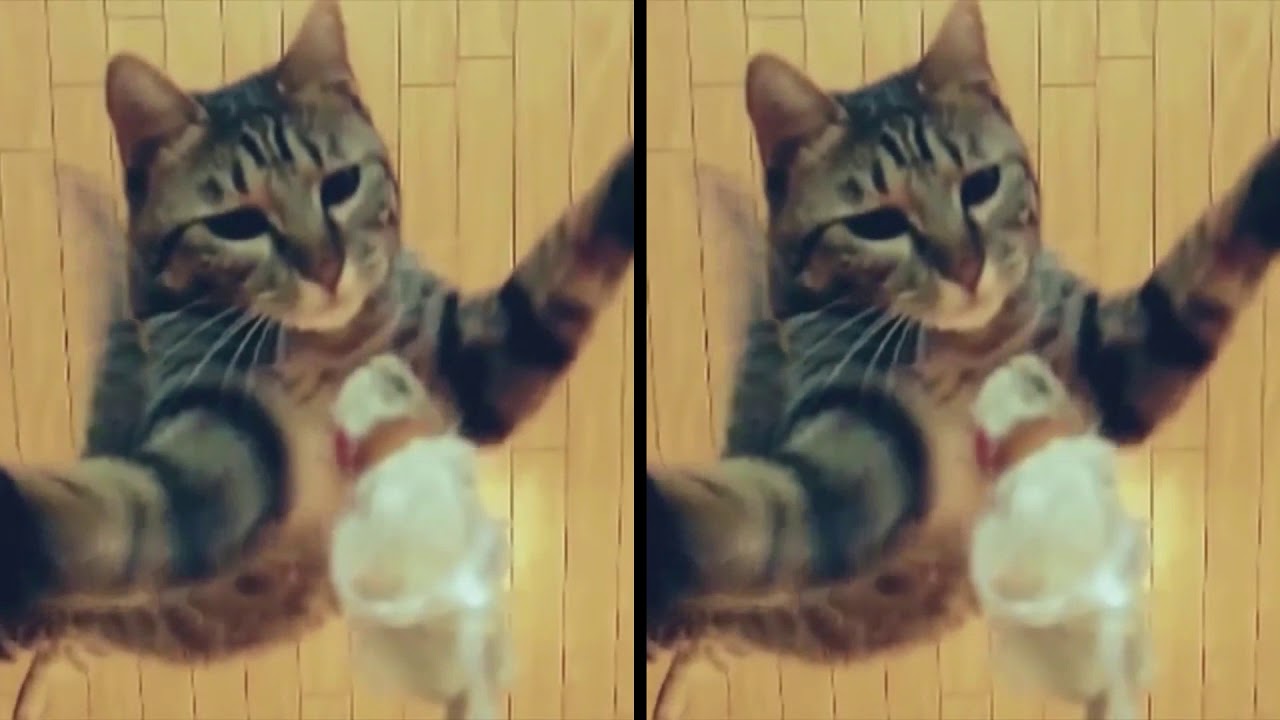 VR Si te ries pierdes edición gatos, cats edition
