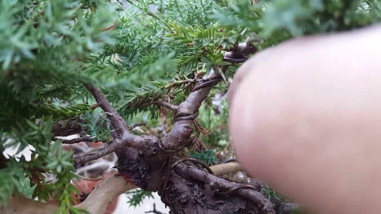 How Long Do You Leave Bonsai Wire On