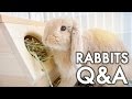 Rabbit Q&A | #vlogsgiving