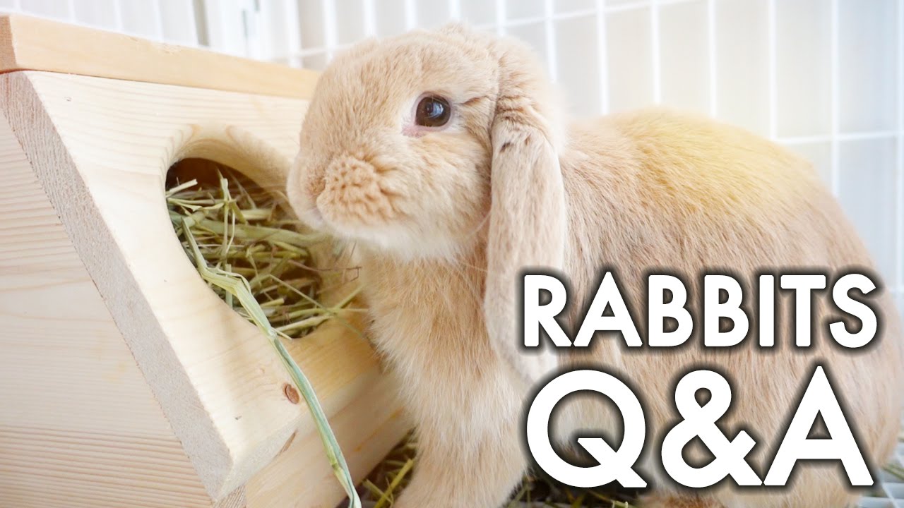 Rabbit Q&A | #vlogsgiving - YouTube
