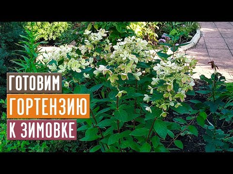 ОБЯЗАТЕЛЬНО СДЕЛАЙТЕ ЭТО С МЕТЕЛЬЧАТОЙ ГОРТЕНЗИЕЙ ОСЕНЬЮ!!! / Садовый гид