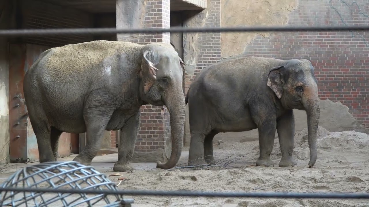 29.11.2025 Zoo Leipzig Elefanten