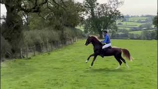 Squid and Gunpowder loving life and hedges at the Cottesmore Hunt Fun Ride