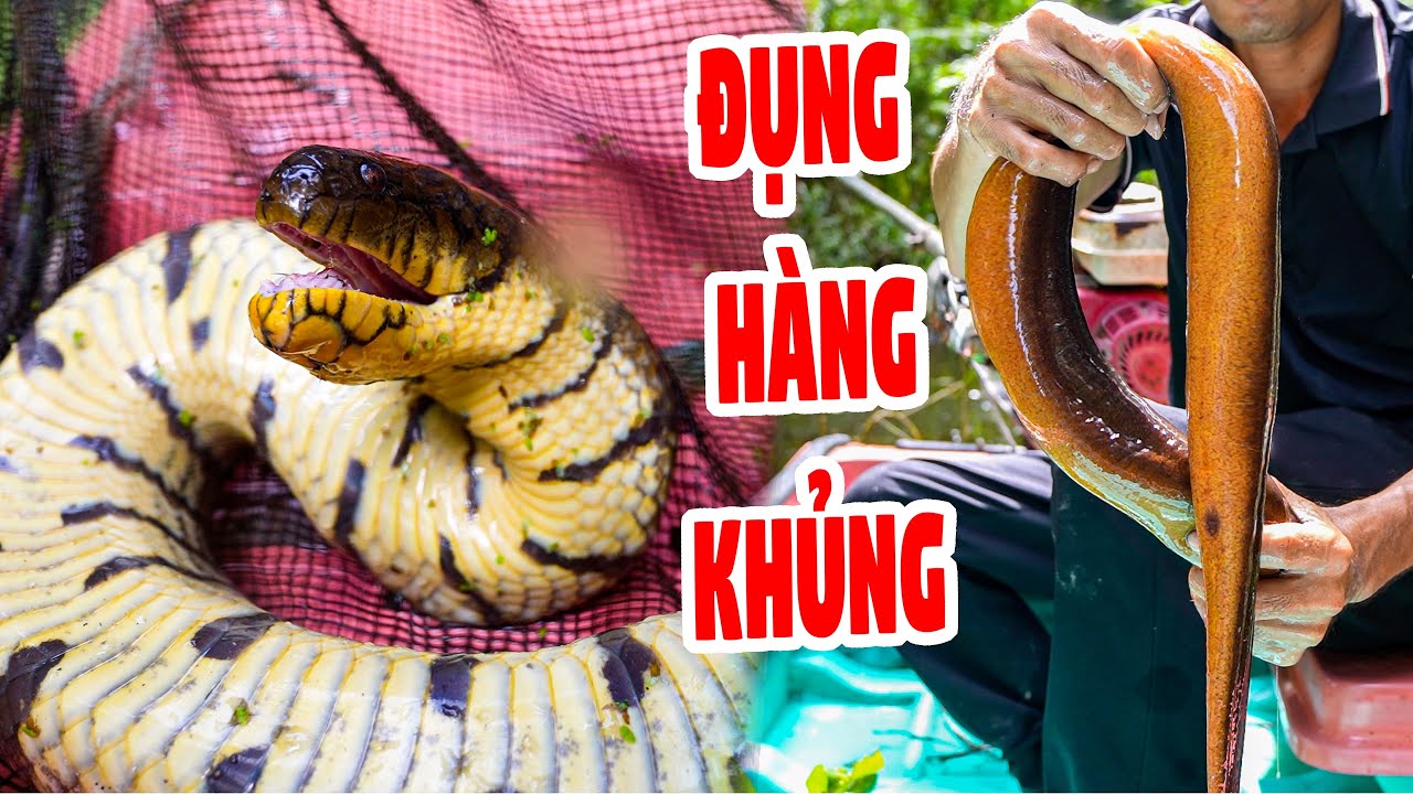 Hơn 15 Ngày Không Thăm Dính Toàn Hàng Khủng , Lươn Cụ Om Mẻ
