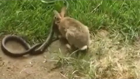 Amazing Hero Rabbit Save Rabbit Baby From Snake Python Hunting | Hero Animals Save Other Animals