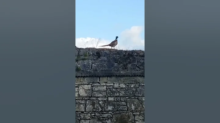Pheasant Cock takes flight #wildlife #dogwalk #shorts
