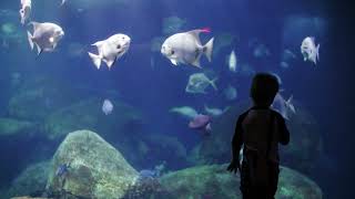 Little Kid is Watching Aquarium Fishes Mesmrizing Background