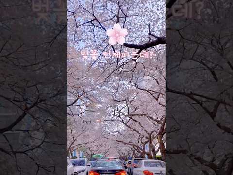 2025년도 전국 벚꽃 개화시기 최초 공개 #shorts