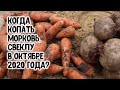 Когда копать морковь, свеклу и другие корнеплодные овощи в октябре 2020 года? Агро гороскоп