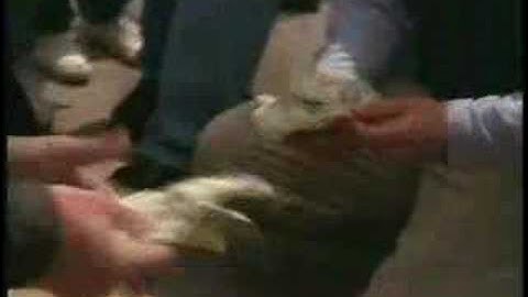 Michael Shermer Learns the Art of Con Games Part 1