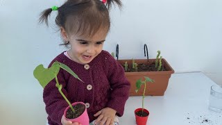Tarlada Toprak Topladım. Dün Gelen Sardunyalarımı Diktim. Melek Fasulye Ekti. Günlük Vlog.