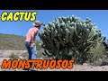 REVELANDO El Asombroso Mundo De Los Cactus GIGANTES || Un Viaje VISUAL