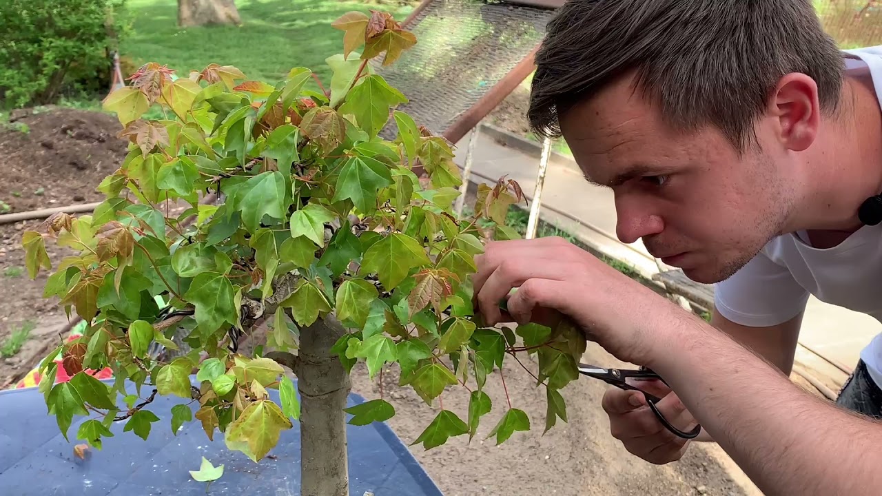 Bonsai: taille de densification