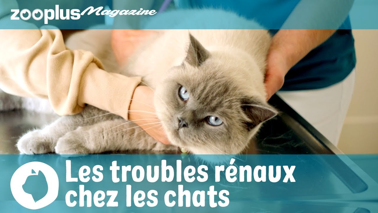 Troubles rénaux chez les chats : symptômes & traitement