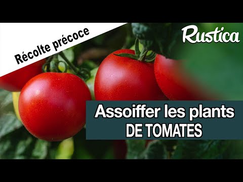 Vidéo: Prolongez la récolte de vos tomates – Conseils pour ralentir la maturation des tomates