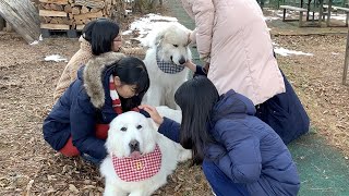 お客さんにたくさんなでてもらったルンルンとアランです　Great Pyrenees　グレートピレニーズ