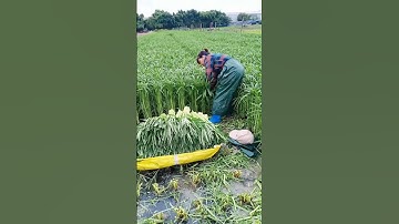 Farming is not easy #shorts