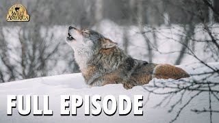 Wild America | S9 E9 'The Wolf and the Whitetail' | Full Episode | FANGS