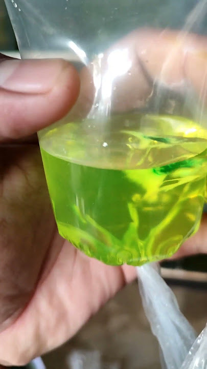 Packing Ikan Guppy | Pengiriman Seluruh indonesia