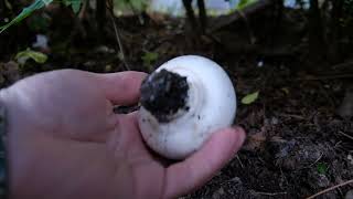 Eating Agaricus Campestris collected near my parking. Delicious.