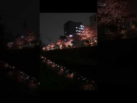 復活！河津桜ライトアップ #short #松戸市 #河津桜