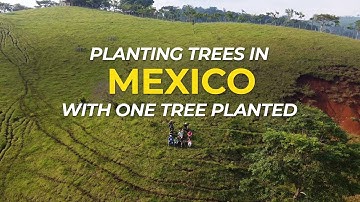 Planting Trees in Mexico to Drive Community | Field Trip | One Tree Planted
