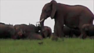 Four meter African elephant against a herd of black buffaloes