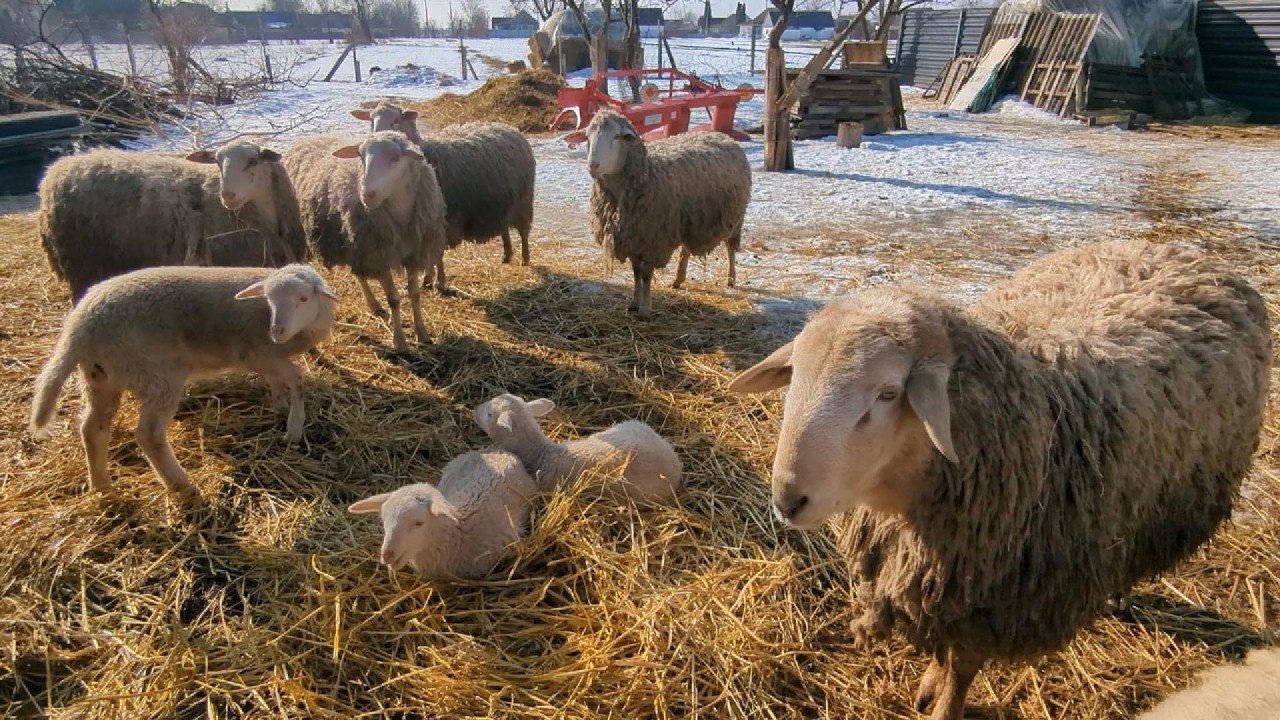У вівці, яка годує маленьких ,стало злазити хутро. Що це?// Заміна  молнїі в куртці//Торт 