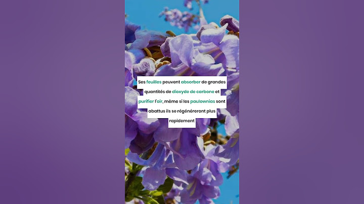 Paulownia : un arbre qui absorbe 10 fois plus de CO₂