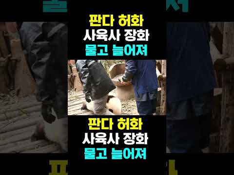 [PandaTV]  중국 인기 판다 허화가 사육사의 발을 잡다 #판다#Panda#허화