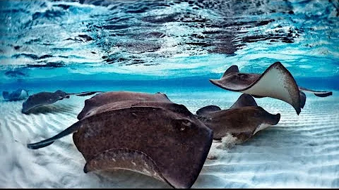 Stingray Ambushes Army Of Crabs | Blue Planet II venomous spines.