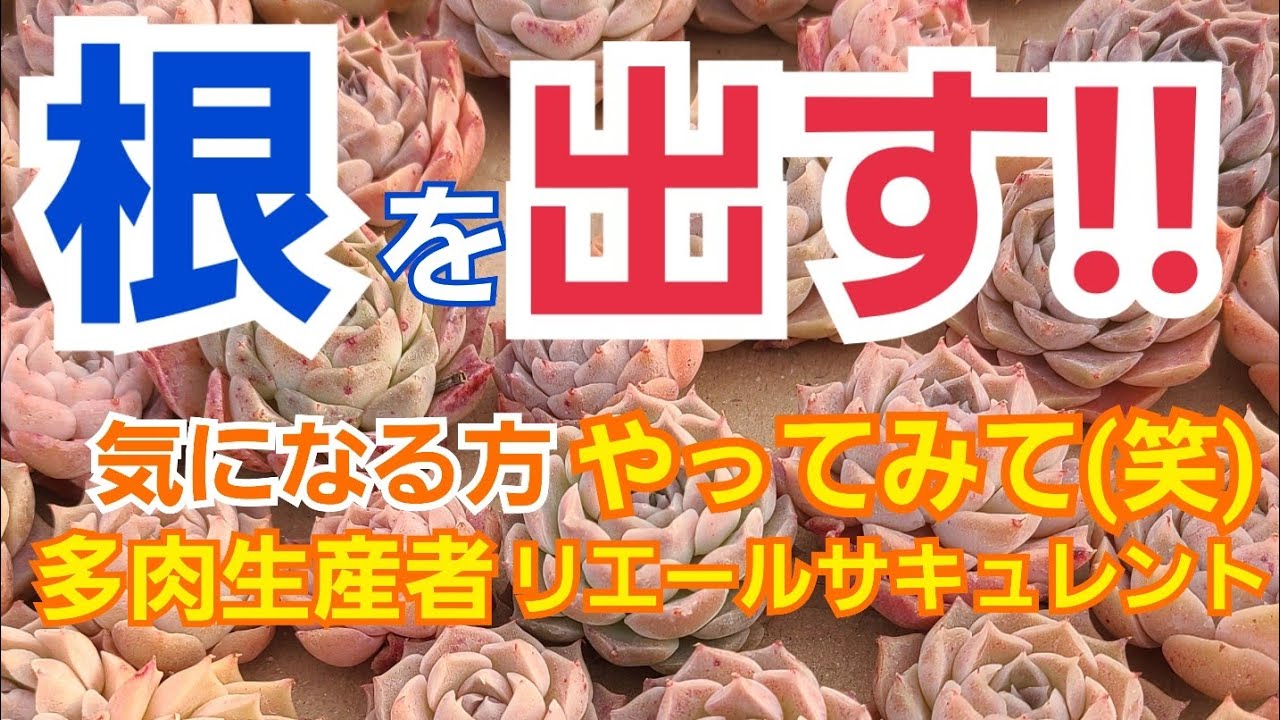 Succulents] How to root a pulled-out seedling! If you can't get