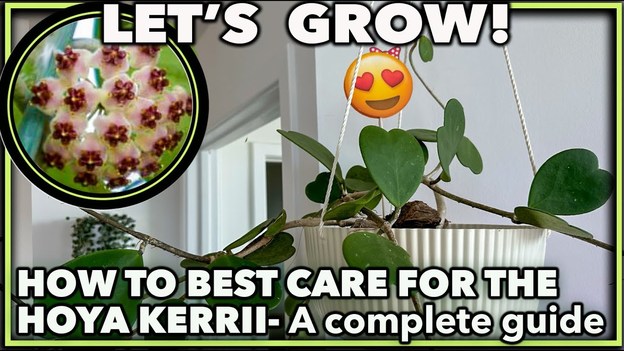 ВЫРАЩИВАНИЕ ХОЙИ КЕРРИ